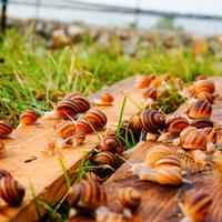 Allevamento lumache completo