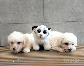 Bichon a pòil frisè
