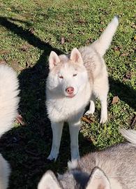 Cucciolo di siberian husky