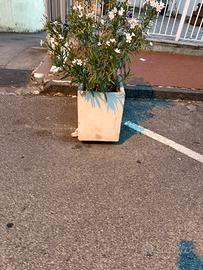 Fioriere in cemento bianche