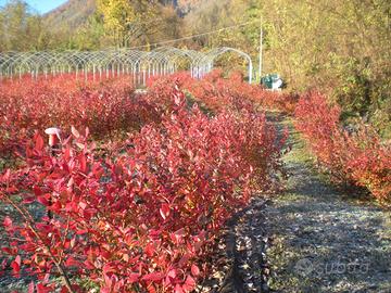 TERRENO AGRICOLO MARTER di RONCEGNO