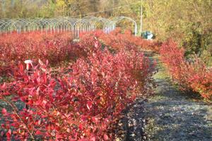 TERRENO AGRICOLO MARTER di RONCEGNO