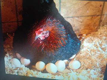 galline tutine e galletti nani