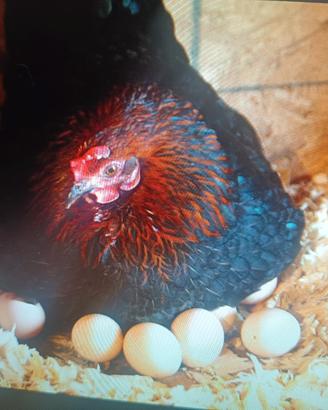 galline tutine e galletti nani