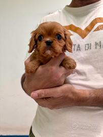 Cavalier King Ruby disponibili