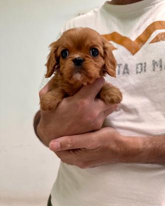 Cavalier King Ruby disponibili