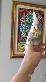 Calopsite faccia bianca