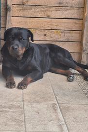 Cucciola di rottweiller di 18 mesi