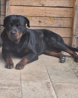 Cucciola di rottweiller di 18 mesi