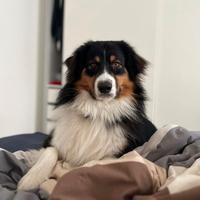 Maschio pastore australiano disponibile per monta