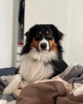 Maschio pastore australiano disponibile per monta