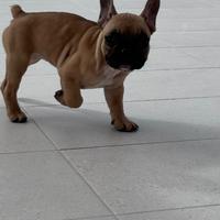 Disponibile cucciola di bulldog francese