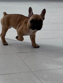 Disponibile cucciola di bulldog francese