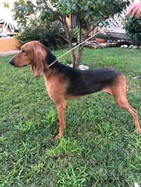 Segugia