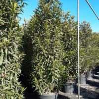 Oleandro bianco da 2,50/3,00 m