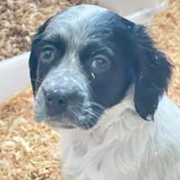 Cuccioli setter inglese