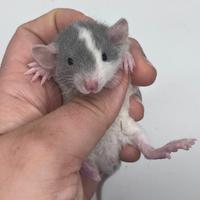 Ratti domestici da compagnia, selezionati