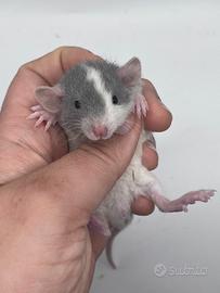 Ratti domestici da compagnia, selezionati