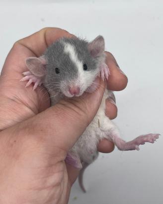 Ratti domestici da compagnia, selezionati