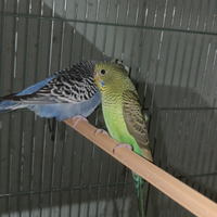 Cocorite black face ala nera