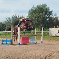 Puledro 4 anni Sella Italiano