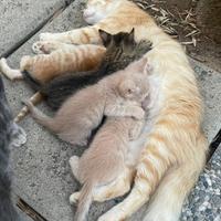 Gattini