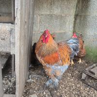 Gallo Brahma giovane otto mesi