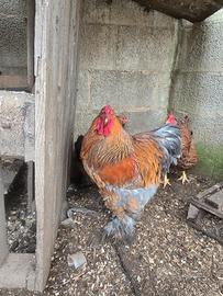 Gallo Brahma giovane otto mesi