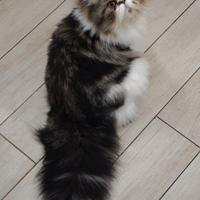 Accoppiamento gatto persiano tigrato particolor