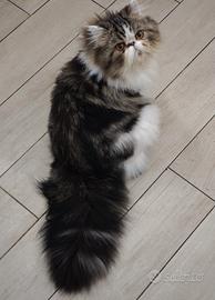 Accoppiamento gatto persiano tigrato particolor