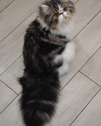 Accoppiamento gatto persiano tigrato particolor