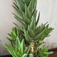 ALOE PERFOLIATA