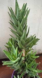 ALOE PERFOLIATA