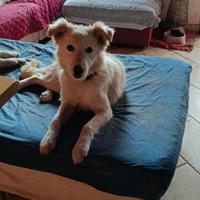 Meticcia taglia media