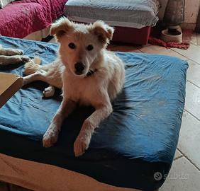 Meticcia taglia media