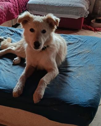 Meticcia taglia media