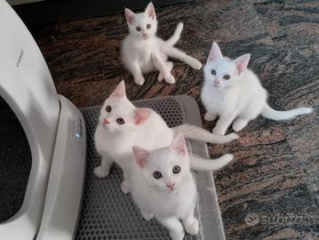 gattini cuccioli bianchi 