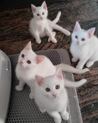 gattini cuccioli bianchi 