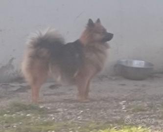 Cuccioli volpino italiano