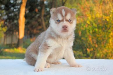 Cucciolo di Pomerania