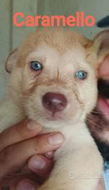 Cani cuccioli di due mesi