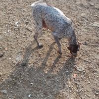 Cuccioli bracco pointer