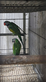 Parrocchetto mustacchi