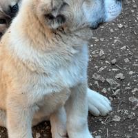 Pastore Asia centrale