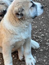 Pastore Asia centrale