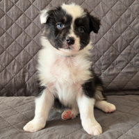 Pastore australiano australian shepherd