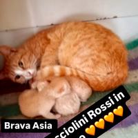 Cuccioli di gatto rosso