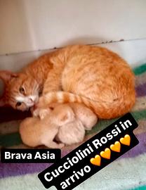 Cuccioli di gatto rosso