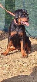 Cucciola rottweiler pedigree