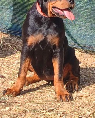 Cucciola rottweiler pedigree